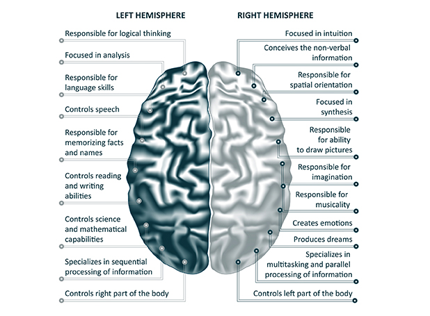 the-functional-brain